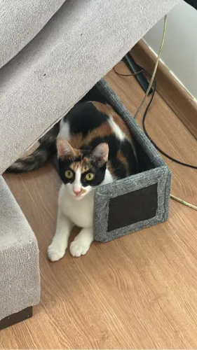 Adoção gato tricolor (muito dócil) 