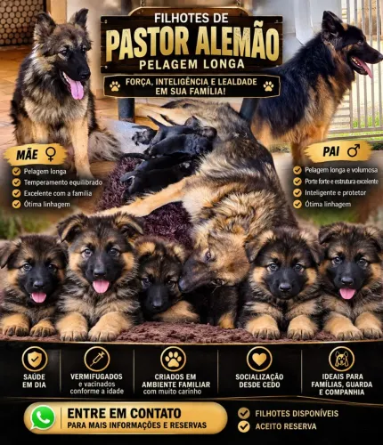 Pastor alemão filhote