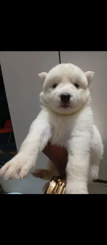 HUSKY ALBINO 1 MES E DIAS DE NASCIMENTO 600$