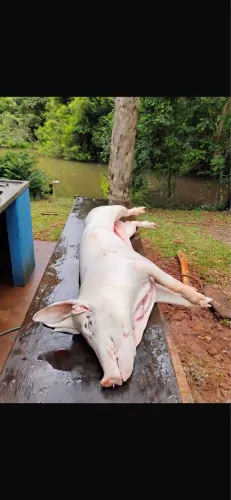 Carne de porco caipira