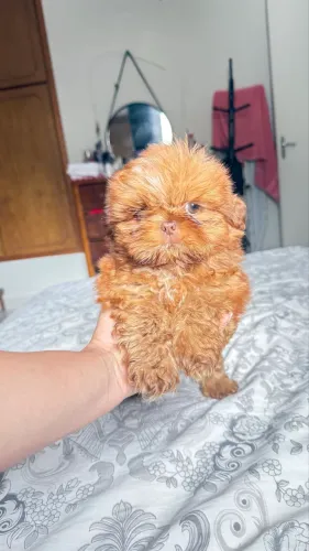 Shihtzu