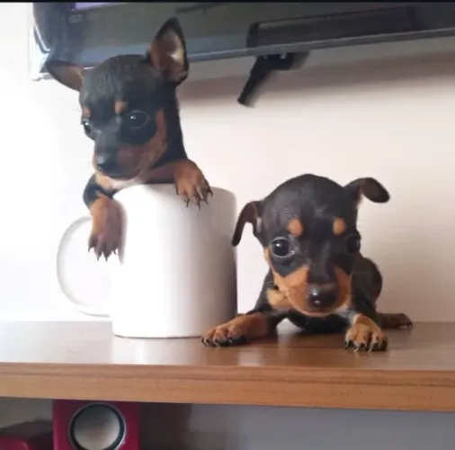 Pinscher 0 -Seu filhote aqui com garantias é assistência vet 