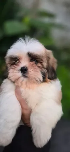 Shih tzu macho Vacinado 