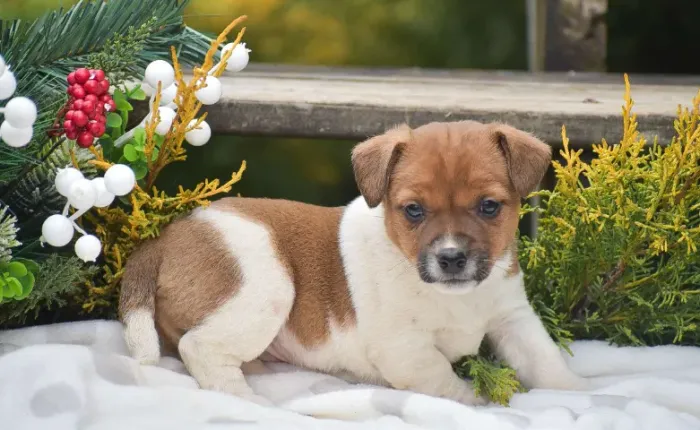 Jack Russell filhotes esperando por você