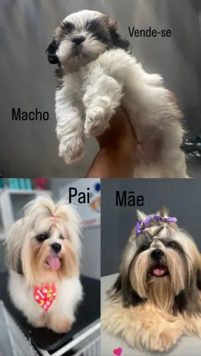 Vende-se Filhote shitzu