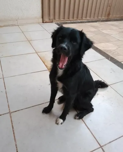 Adoção 2 fêmea