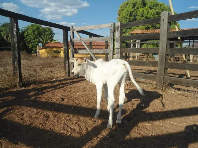 Fazenda São Bento 