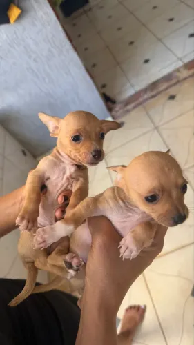 Vendo pinscher 1 macho e fêmea