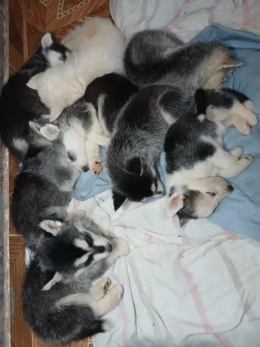 Vende-se filhote husky siberiano,(2 machos e 6 fêmeas) 1 mês de vida