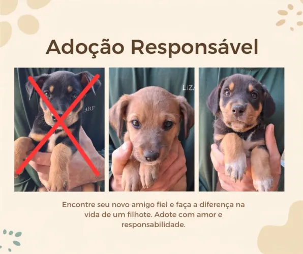 Filhotes de Cachorro