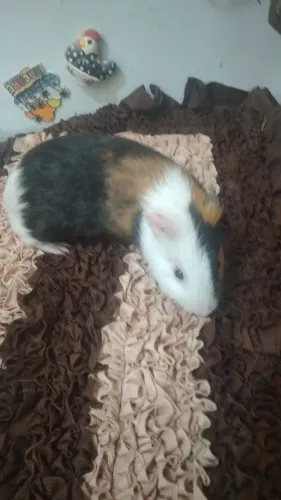Porquinho da Índia