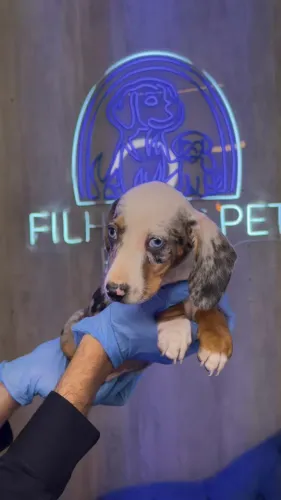 Dachshund Arlequim macho lindo