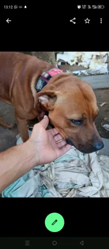 Doação cachorro 