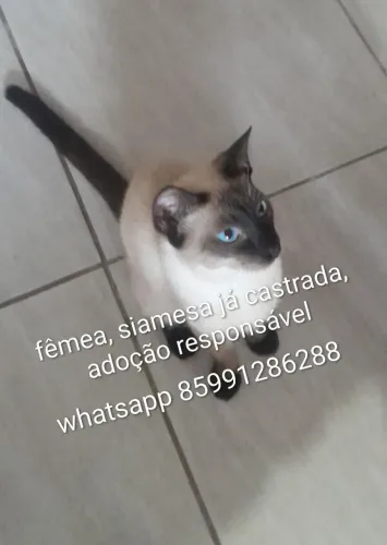 Gatinha siamesa, adoção responsável 