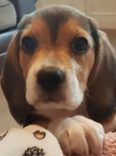Beagle alegre e carinhoso