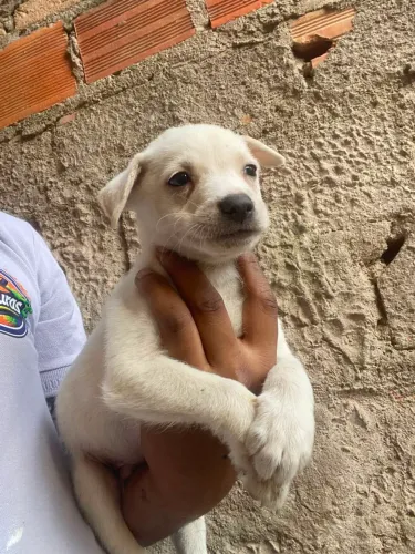 Cachorrinhos pequenos e lindos, para doação !