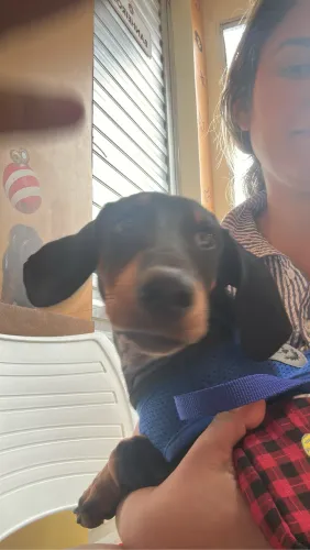 Salsicha Dachshund
