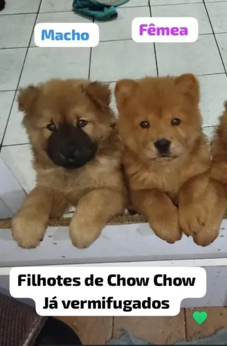 Filhotes de Chow Chow