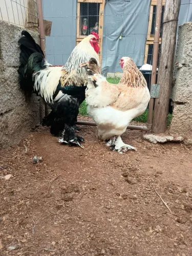 Brahma salmão   1 galo. E 3 galinha  