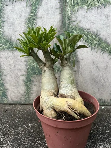 Rosa Do Deserto Sem Floração