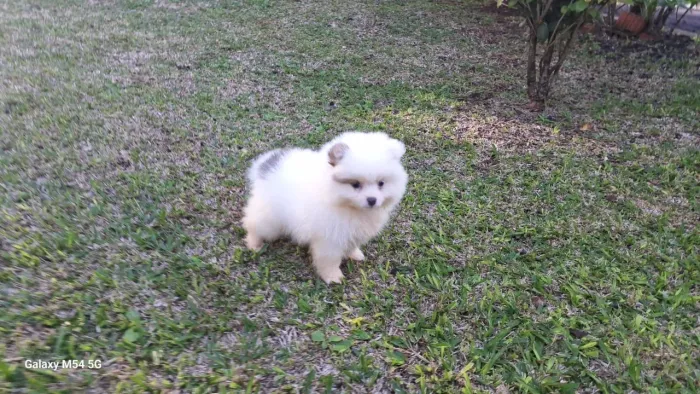 Filhotes Spitz Alemão Oportunidade (Leia o Anúncio)