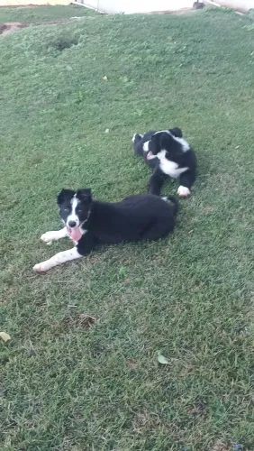 Vendo filhotes de boldercollie, dois machos