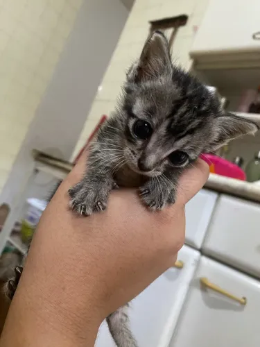 Casal de gatos para adoção 
