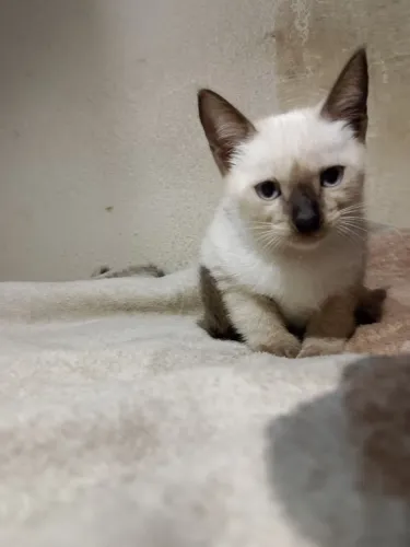 Doação de gatinhos machos