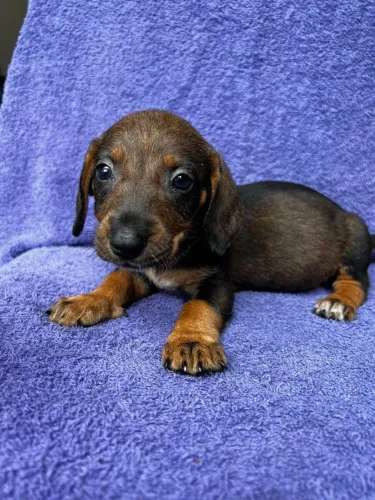 Dachshund Puro - Filhotes Disponíveis