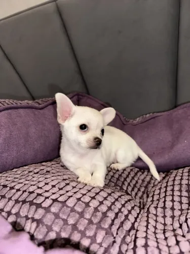Chihuahua fiel em 4 patas branco!! Puro e saudável