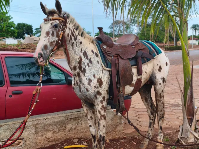 Égua apalosa domada