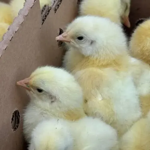 Vendo pintinhos caipira indio