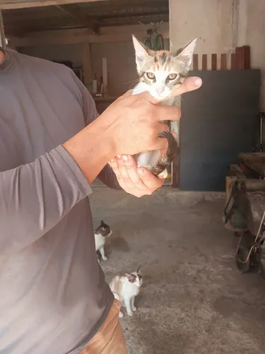 Adoção consciente, gata 45 a 60 dias