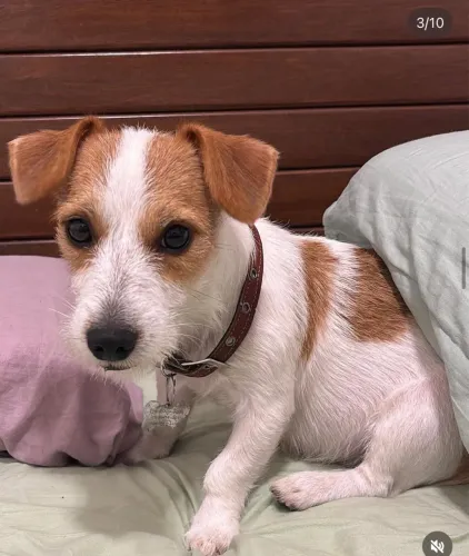 Filhotes Jack Russel Terrier Pelo duro com pedigree 