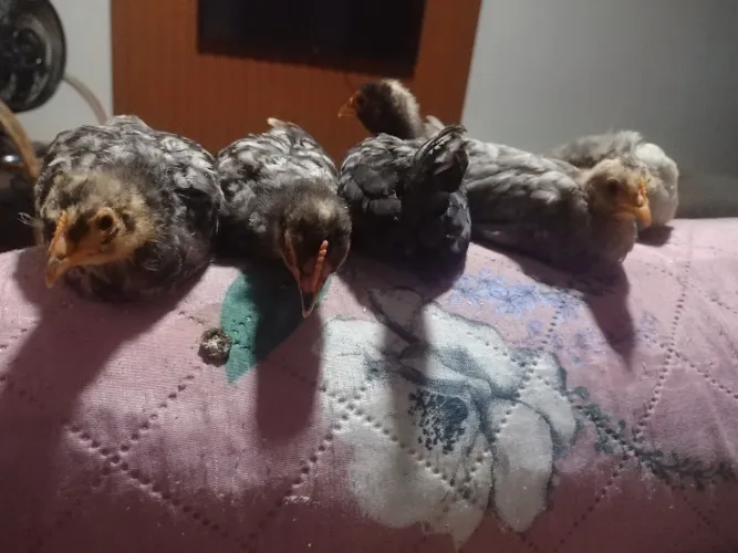 Vendo lindos filhote de Galinha Zé .Preço ótimo.Interessados chamar no zap *