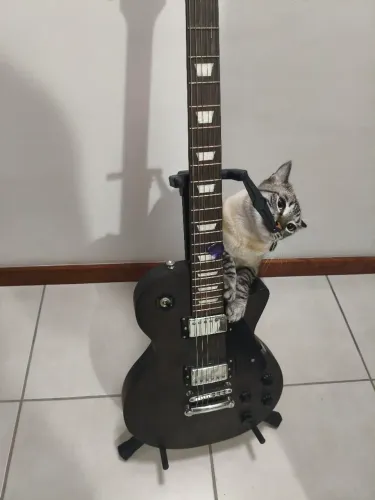 Guitarra les paul Steinberg 