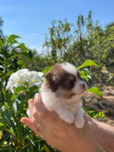 LULU DA POMERÂNIA COM PEDIGREE CBKC: ÚLTIMAS 2 FÊMEAS DISPONÍVEIS!