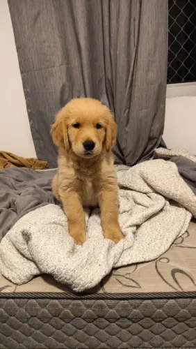 Golden Retriever 