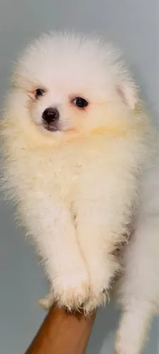 Lulu da pomerania