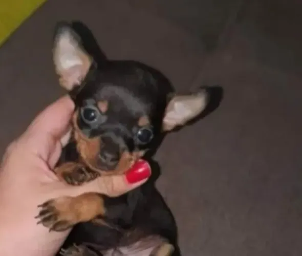 Pinscher  0