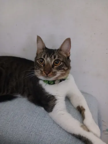 Doação responsável Gato macho Théo 1 ano e 3 meses