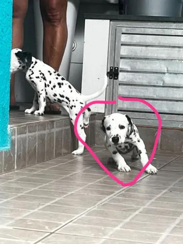 Dalmata femea linda