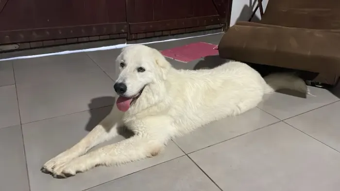 Doação de Cachorro - Pastor Maremano Abruzes - 1 ano