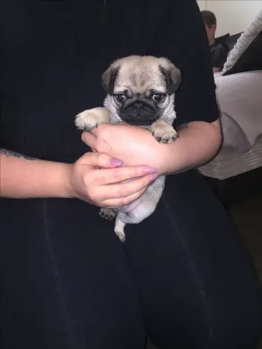 Pug - Presença Que Conforta 