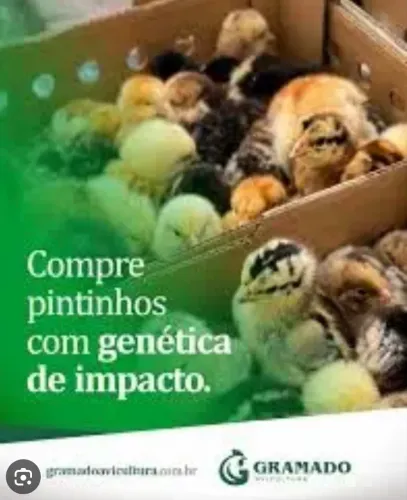 Pintinhos caipiras e poedeiras