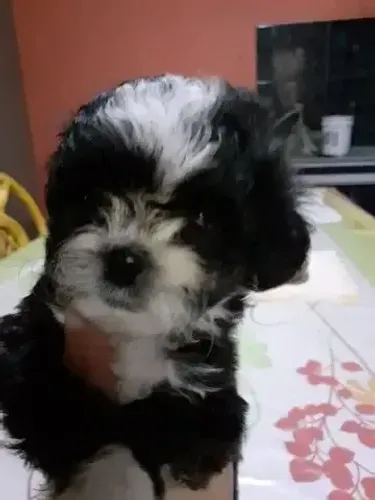 poodle com shitzu
