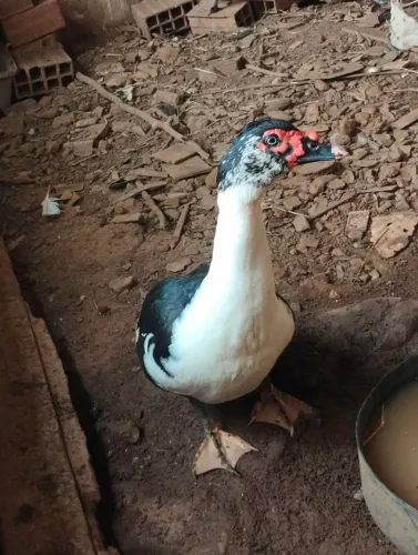 Pato