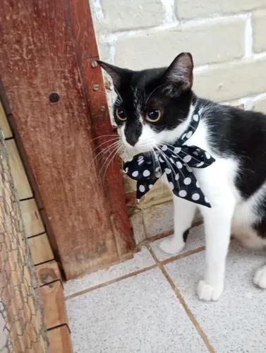 Gatinha frajola para adoção 