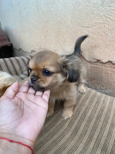 Filhote fêmea mistura de yorkshire terrier 2 com beagle