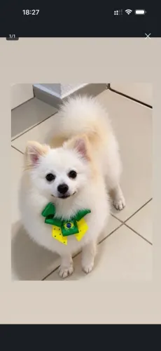 Cachorra com pedrigri 